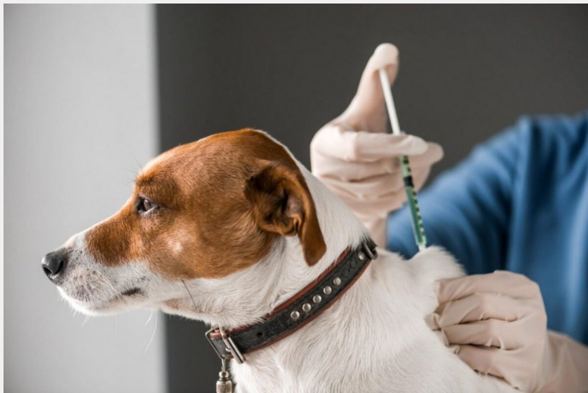 Ветеринар робить пацієнтам щеплення, відволікаючи їх ласощами (ВІДЕО) Ветеринар робить пацієнтам щеплення, відволікаючи їх ласощами (ВІДЕО)