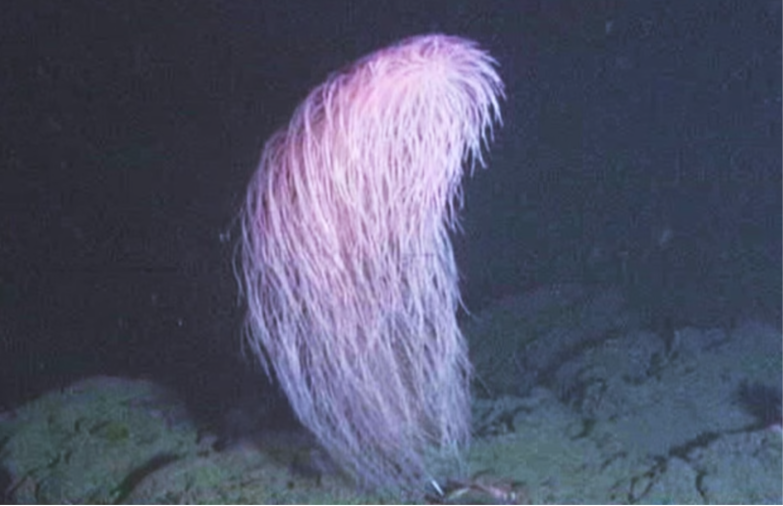 Вчені відкрили нову форму життя на дні Тихого океан Вчені відкрили нову форму життя на дні Тихого океан