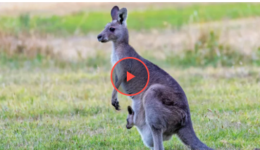 Кенгуру оголосили у розшук після втечі з в'язниці із спільником Кенгуру оголосили у розшук після втечі з в'язниці із спільником