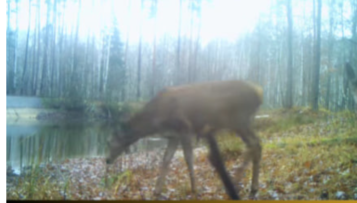 У Чорнобильській зоні фотопастка зняла самця оленя з «гаремом» самиць – відео У Чорнобильській зоні фотопастка зняла самця оленя з «гаремом» самиць – відео