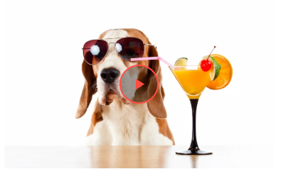 Мережі насмішила реакція собаки на часточку лимона (відео) Мережі насмішила реакція собаки на часточку лимона (відео)