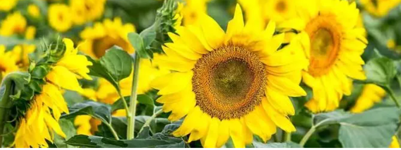 Вчені розробили рослинний замінник м’яса на основі соняшникового борошна Вчені розробили рослинний замінник м’яса на основі соняшникового борошна