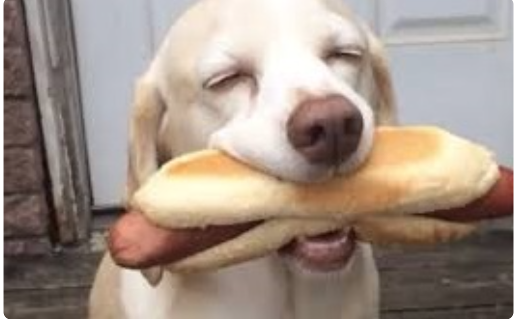 Цікавий спосіб порятунку собаки з болота - дрон із сосискою Цікавий спосіб порятунку собаки з болота - дрон із сосискою