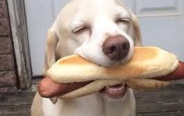 Цікавий спосіб порятунку собаки з болота - дрон із сосискою Цікавий спосіб порятунку собаки з болота - дрон із сосискою