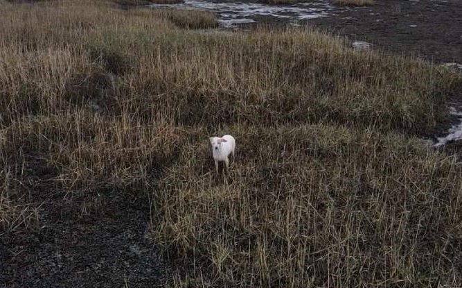 Цікавий спосіб порятунку собаки з болота - дрон із сосискою Цікавий спосіб порятунку собаки з болота - дрон із сосискою