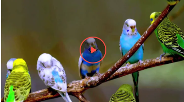 Папуга став знаменитим, навчившись танцювати (відео) Папуга став знаменитим, навчившись танцювати (відео)