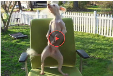 Собака потішив енергійним танцем на стільці (відео) Собака потішив енергійним танцем на стільці (відео)