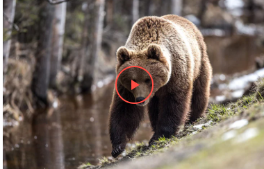 Відважний пес прогнав із двору ведмедя-порушника (відео) Відважний пес прогнав із двору ведмедя-порушника (відео)