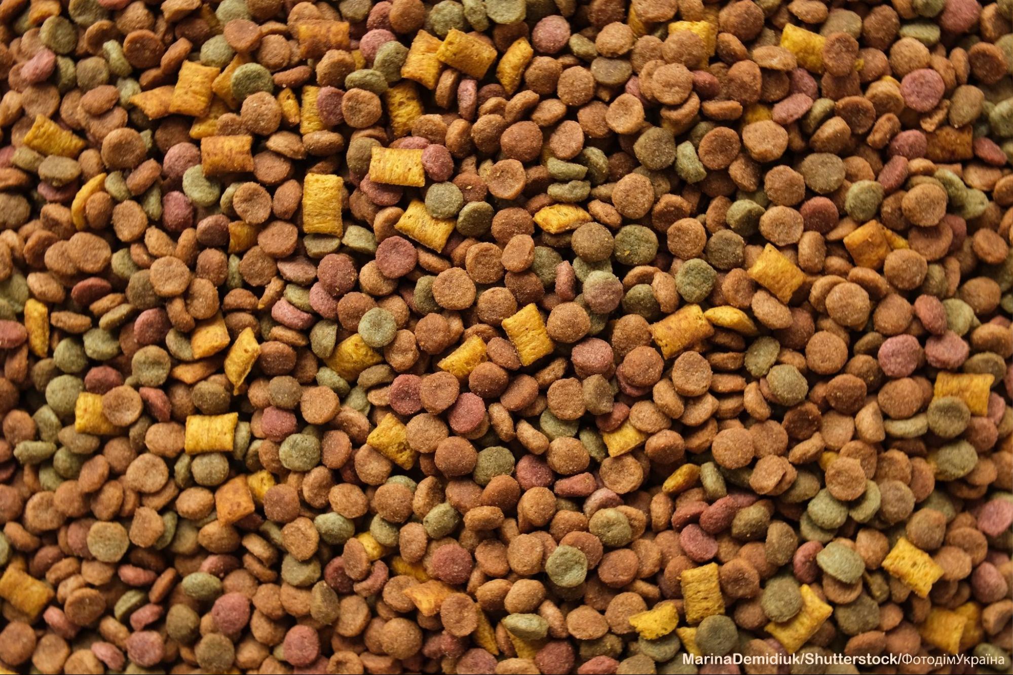 Як зрозуміти, що коту бракує білка Як зрозуміти, що коту бракує білка