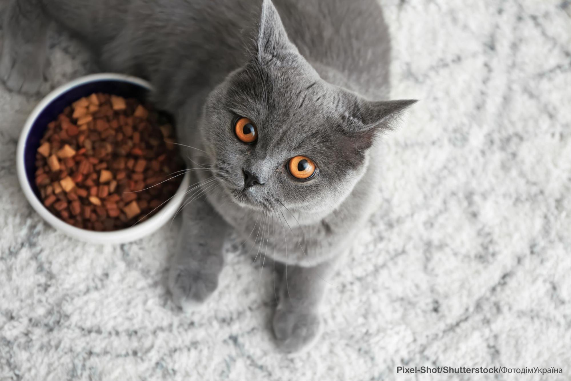 Як зрозуміти, що коту бракує білка Як зрозуміти, що коту бракує білка