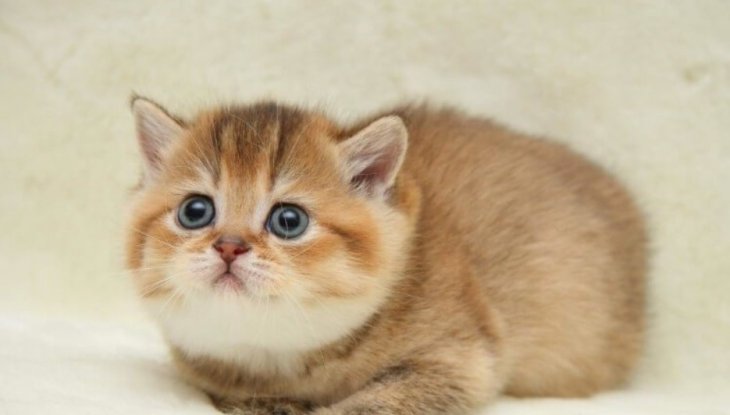 Маленьке кошеня розсмішило «танцем» на слизькій підлозі (ВІДЕО)