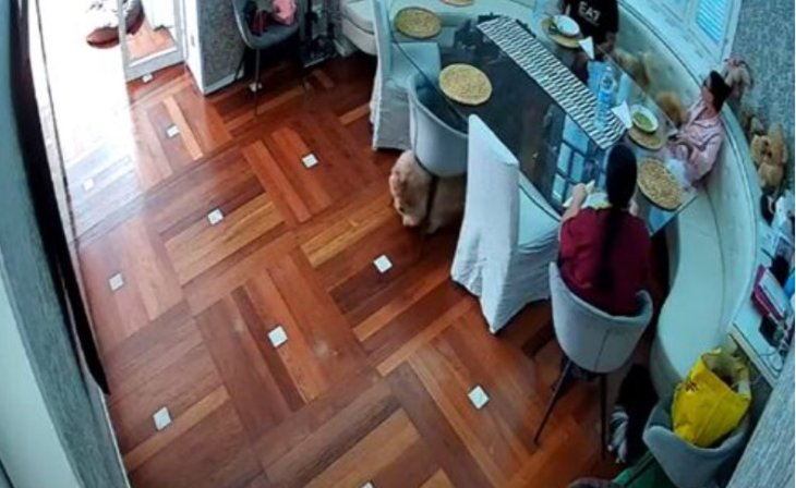 Пес пішов зі їдальні разом зі стільцем (ВІДЕО)