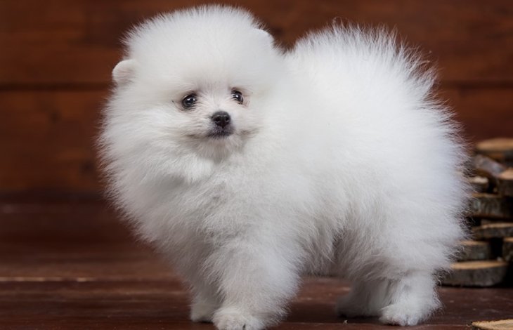 Везучий собака підкорив YouTube, зігравши в азартну гру (ВІДЕО)