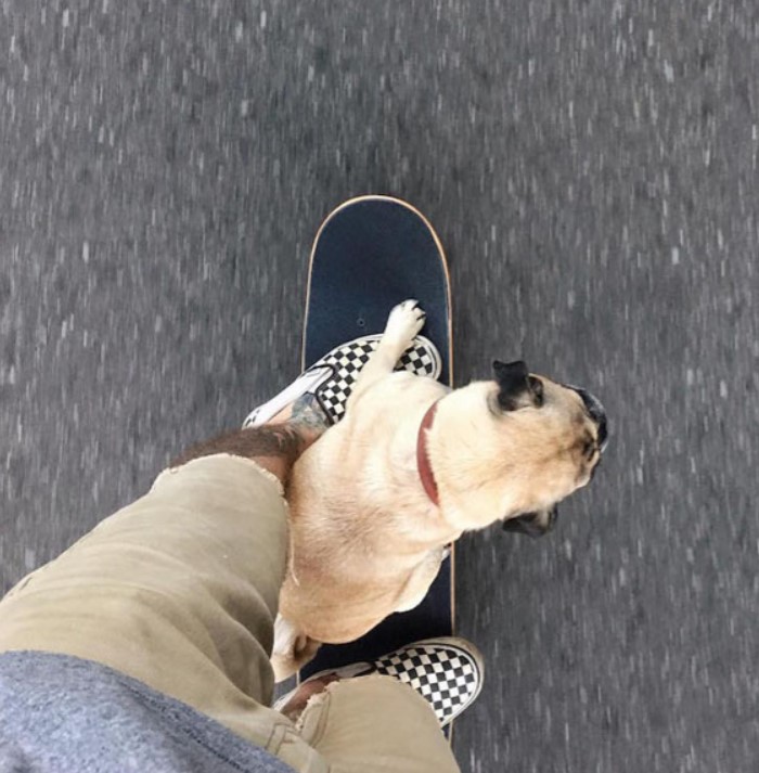 Мопс став \"музою\" креативного фотографа (ФОТО) Мопс став \"музою\" креативного фотографа (ФОТО)