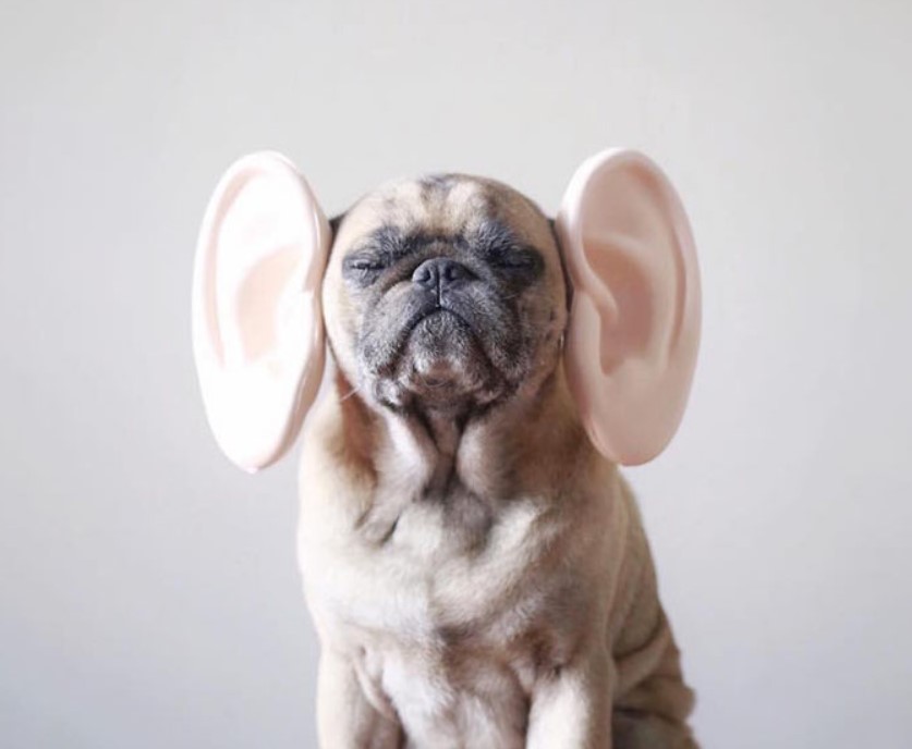 Мопс став \"музою\" креативного фотографа (ФОТО) Мопс став \"музою\" креативного фотографа (ФОТО)