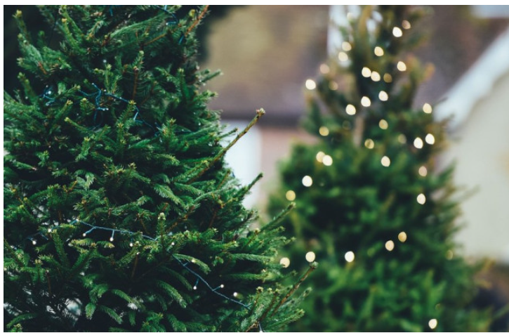 Незаконна вирубка ялинок: які штрафи та коли настає кримінальна відповідальність Незаконна вирубка ялинок: які штрафи та коли настає кримінальна відповідальність