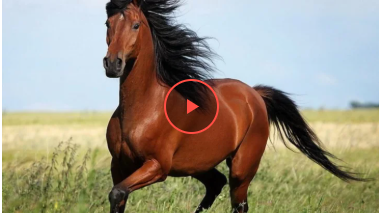 Кінь несподівано схопив туристку за волосся (відео) Кінь несподівано схопив туристку за волосся (відео)