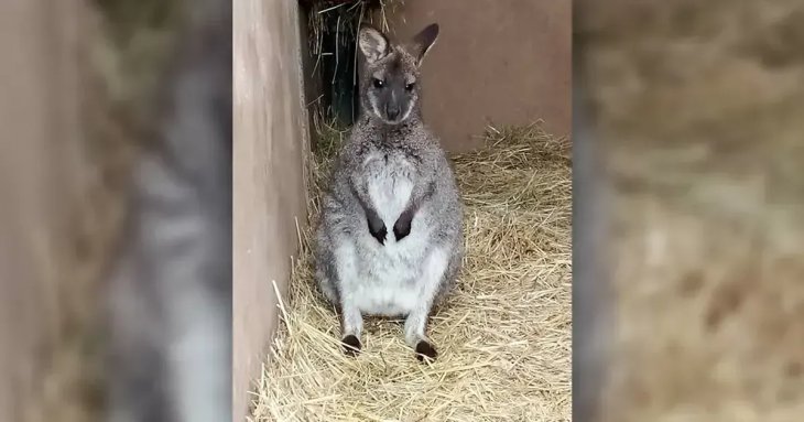 Подарунок дітям на Різдво втік: у Чехії ловили кенгуру