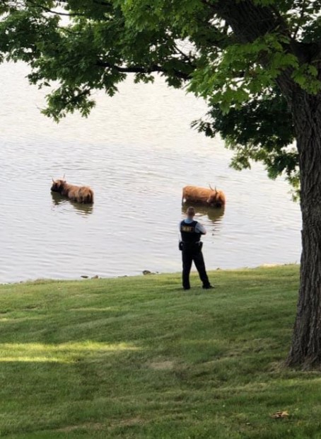 Ці кумедні корови втекли з ферми, щоб скупатися в озері (ФОТО) Ці кумедні корови втекли з ферми, щоб скупатися в озері (ФОТО)