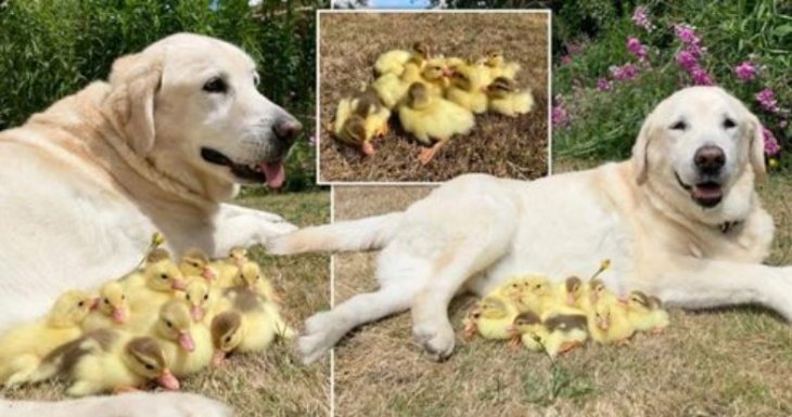 Добрий пес став опікуном зграйки осиротілих каченят (ФОТО)