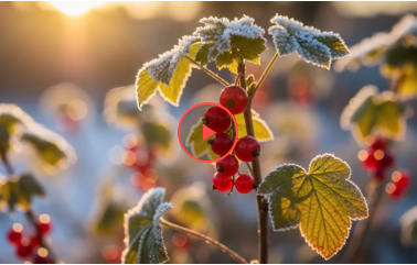 Поки сніг лежить на городі — внесіть це під смородину: 1 секрет зимового підживлення для гігантського врожаю Поки сніг лежить на городі — внесіть це під смородину: 1 секрет зимового підживлення для гігантського врожаю