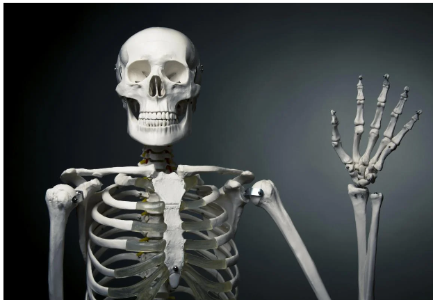 Які є у людини "зайві" кістки: відповідь вас здивує Які є у людини "зайві" кістки: відповідь вас здивує