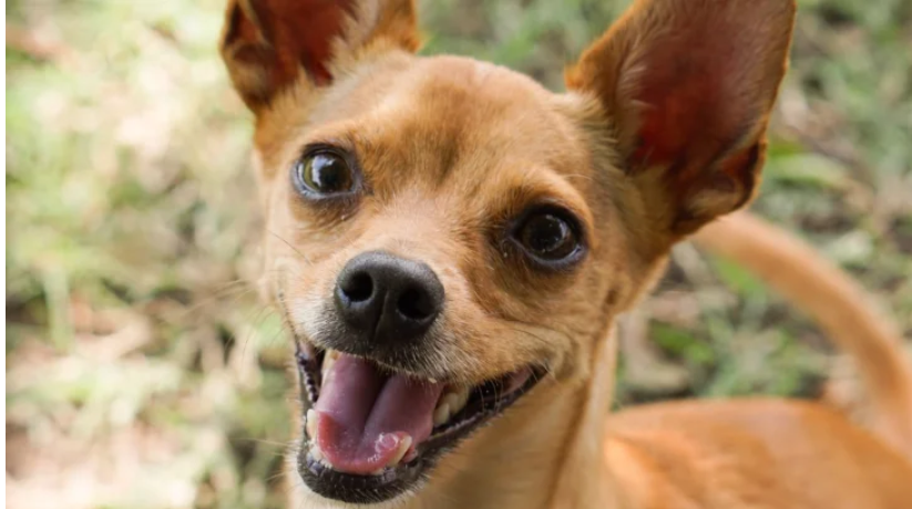 Новий хіт: собака «відвоював» у кота лежанку (відео) Новий хіт: собака «відвоював» у кота лежанку (відео)