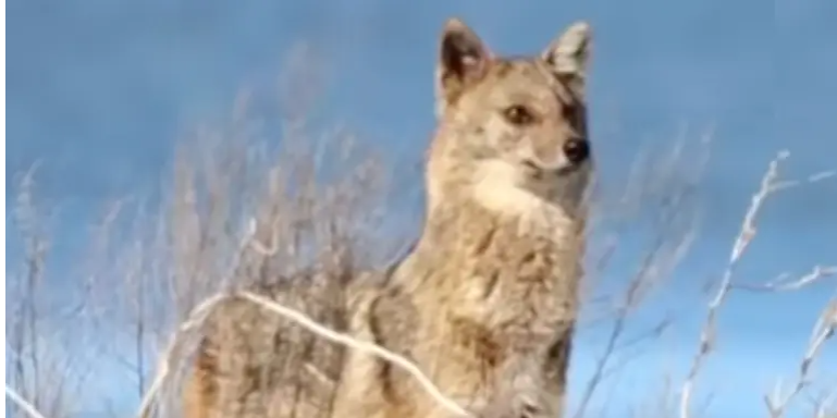 Потрапила у фотопастку: на Одещині помітили "дуже обережну" тварину Потрапила у фотопастку: на Одещині помітили "дуже обережну" тварину