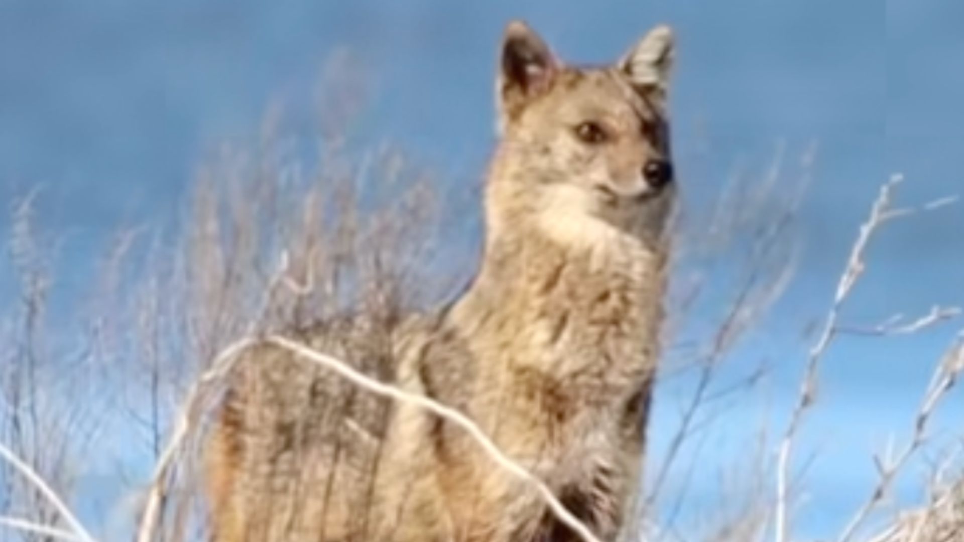 На Одещині побачили "дуже обережну" тварину На Одещині побачили "дуже обережну" тварину