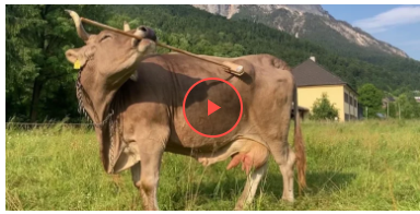 В Австрії домашня корова здивувала вчених своїм інтелектом — тварина успішно пройшла експеримент В Австрії домашня корова здивувала вчених своїм інтелектом — тварина успішно пройшла експеримент