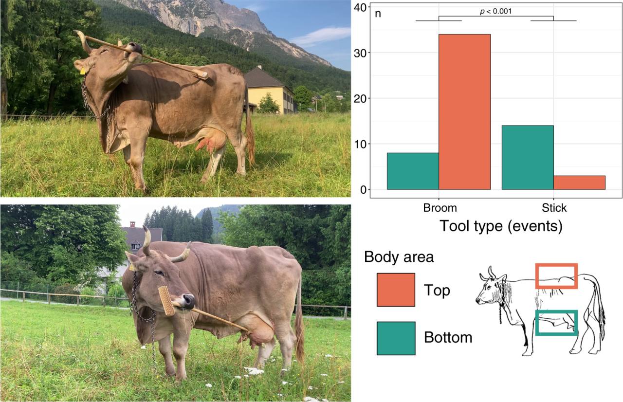 Вероніка жорсткий бік використовує для спини, а м'який для ніжних ділянок тіла (Фото: Current Biology)