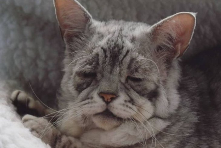 Кіт, схожий на старого, став новою зіркою Мереж (ФОТО)