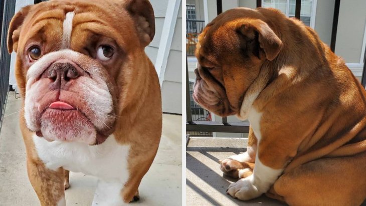 Мережі підкорив сумний пес, який не бажає відпускати господиню на роботу