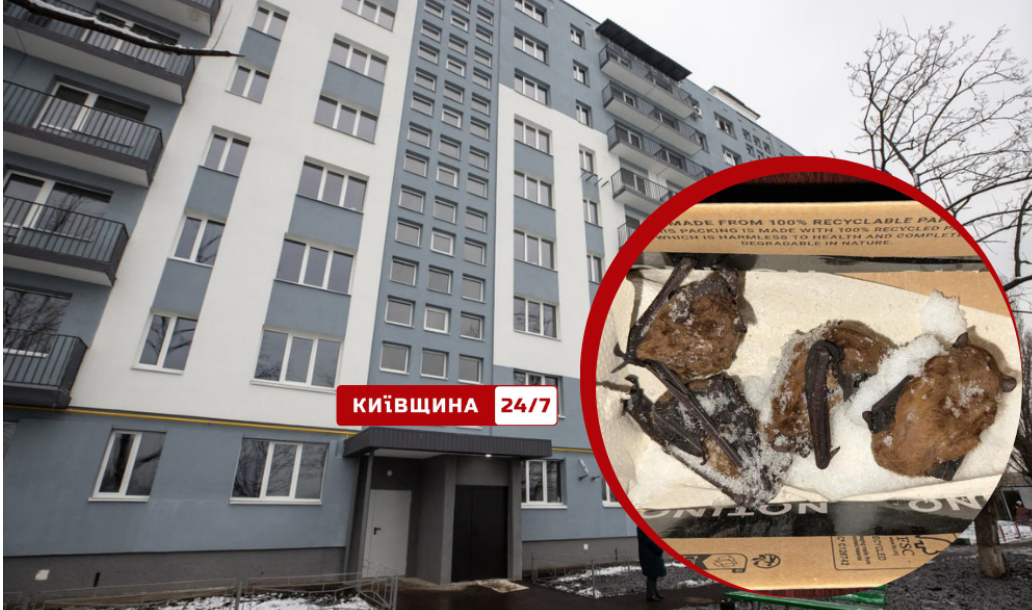 «Думала – кошеня, а там кажани»: у київській багатоповерхівці врятували рукокрилих під час сильних морозів «Думала – кошеня, а там кажани»: у київській багатоповерхівці врятували рукокрилих під час сильних морозів