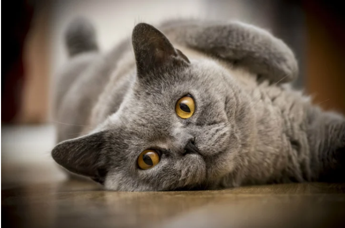 Мережі підкорила кішка, яка подорожує світом велосипедом (фото) Мережі підкорила кішка, яка подорожує світом велосипедом (фото)