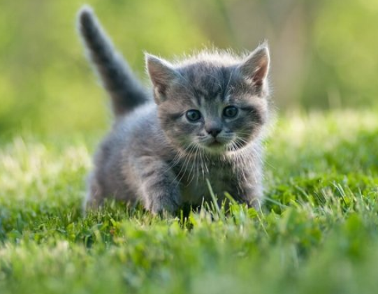 Маленьке кошеня розсмішило «танцем» на слизькій підлозі (відео) Маленьке кошеня розсмішило «танцем» на слизькій підлозі (відео)