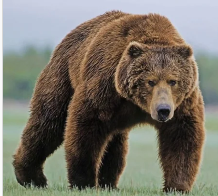 Ведмідь придумав «злочинний» спосіб поласувати солодощами (відео) Ведмідь придумав «злочинний» спосіб поласувати солодощами (відео)