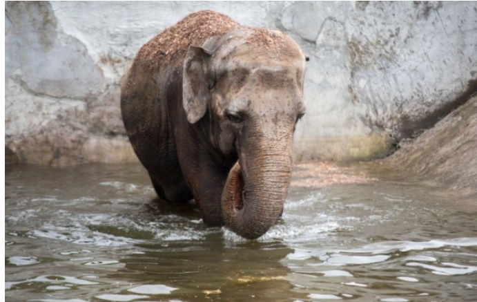 Слониха у зоопарку навчилася чистити банани хоботом (відео) Слониха у зоопарку навчилася чистити банани хоботом (відео)