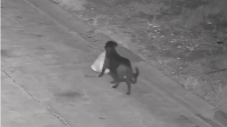 Чотирилапий спільник: в Італії чоловік навчив свого пса незаконно викидати сміття вздовж дороги Чотирилапий спільник: в Італії чоловік навчив свого пса незаконно викидати сміття вздовж дороги