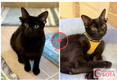 Чотири вуха та закручений хвіст: унікальний кіт Доббі підкорює соцмережі Чотири вуха та закручений хвіст: унікальний кіт Доббі підкорює соцмережі