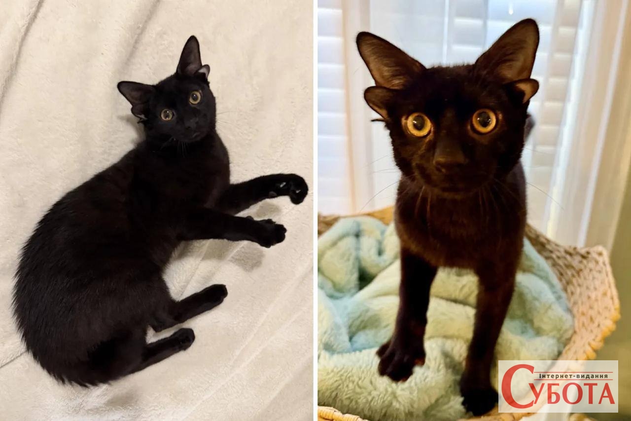 Чотири вуха та закручений хвіст: унікальний кіт Доббі підкорює соцмережі Чотири вуха та закручений хвіст: унікальний кіт Доббі підкорює соцмережі