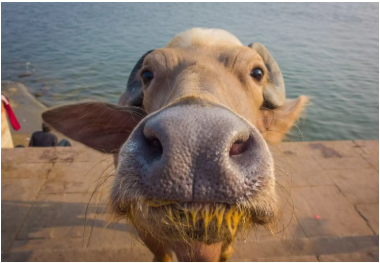 Корова на батуті стала новою зіркою Мережі (відео) Корова на батуті стала новою зіркою Мережі (відео)