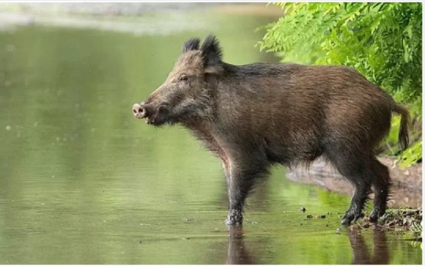 Тису перетнув дикий кабанчик-перебіжчик Тису перетнув дикий кабанчик-перебіжчик