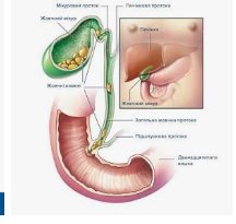 Не ігноруйте ранок: лікарі пояснили, чому важливо запускати жовчний міхур одразу після пробудження Не ігноруйте ранок: лікарі пояснили, чому важливо запускати жовчний міхур одразу після пробудження
