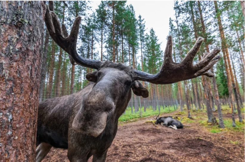 Непроханий гість: лось вирішив урізноманітнити вечірку дітей (відео) Непроханий гість: лось вирішив урізноманітнити вечірку дітей (відео)