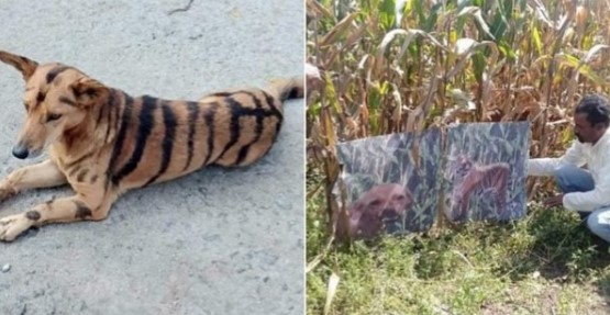 В Індії фермер пофарбував собаку під тигра, щоб врятувати врожай від набігів мавп В Індії фермер пофарбував собаку під тигра, щоб врятувати врожай від набігів мавп