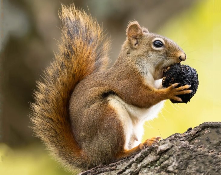 Надмірно доброзичлива білка налякала дівчину (ВІДЕО)