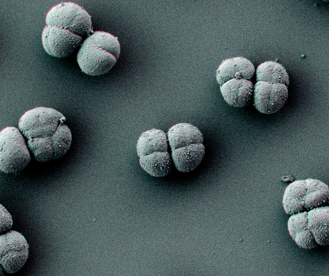 Астрономи довели, що елементи життя можуть поширюватися між планетами через удари астероїдів Астрономи довели, що елементи життя можуть поширюватися між планетами через удари астероїдів