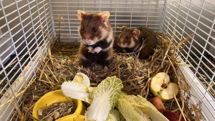 «Битва» двох хом'яків порадувала Мережі (відео)