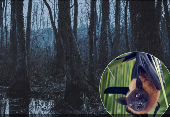 Вона живе в середовищі, де бактерій більше, ніж у каналізації: хто найбрудніша тварина на Землі Вона живе в середовищі, де бактерій більше, ніж у каналізації: хто найбрудніша тварина на Землі